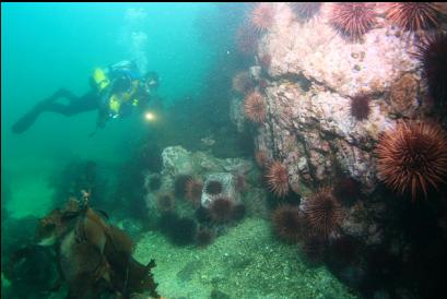 urchins