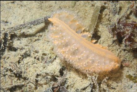 small sea pen