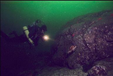 COPPER ROCKFISH AT END OF DEEPER REEF