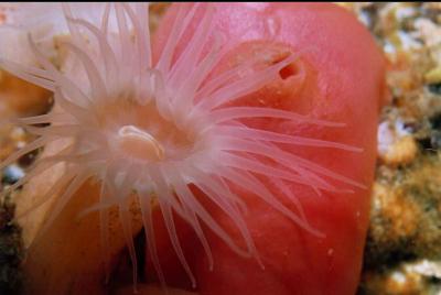 ZOANTHID AND TUNICATE