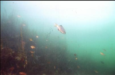 SEA PERCH IN SHALLOWS