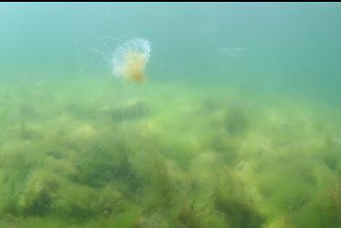 lion's mane and seaweed