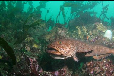 angry lingcod