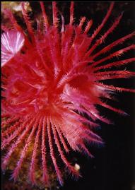 TUBE WORM