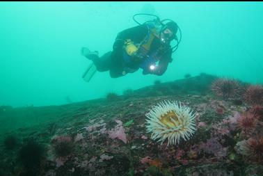 fish-eating anemone