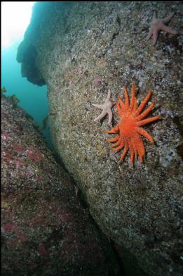 seastars on wall