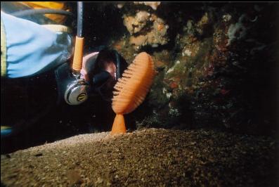 SEA PEN UNDER OVERHANG