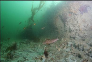 kelp greenling and perch next to clay wall