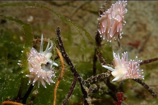 nudibranchs