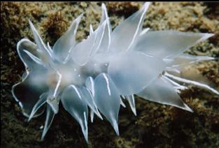 ALABASTER NUDIBRANCH