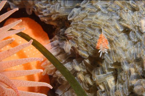 nudibranch on snail eggs