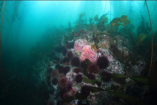 urchins and hydrocoral under the kelp