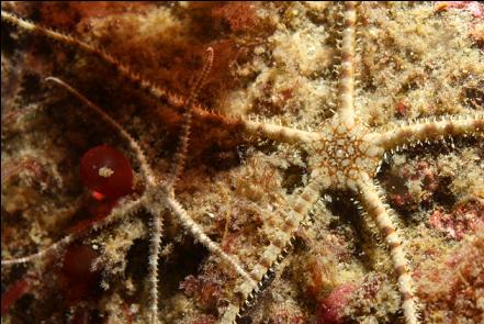 brittle stars