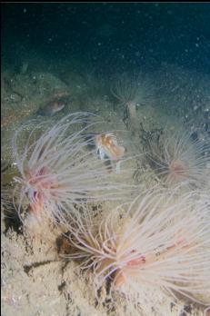 COPPER ROCKFISH AND TUBE-DWELLING ANEMONES