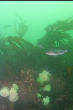 BLACK ROCKFISH, ANEMONES AND KELP