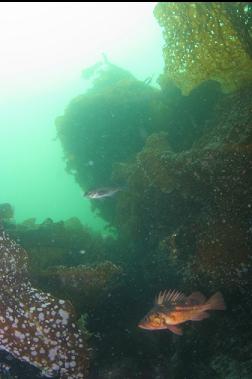 ROCKFISH AND BOTTOM KELP