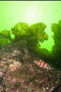 PAINTED GREENLING