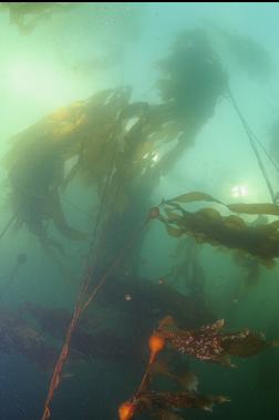 BULL KELP