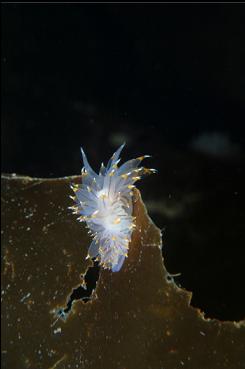 NUDIBRANCH