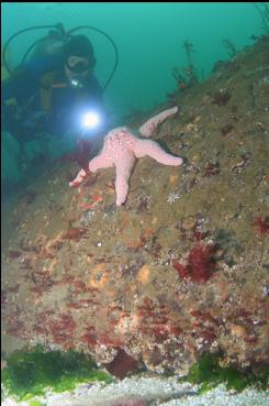 SEASTAR ON SHALLOW REEF