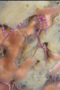 BRITTLE STAR ARMS