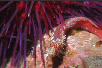 MOSSHEAD WARBONNET AND URCHIN