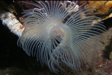 tube worm