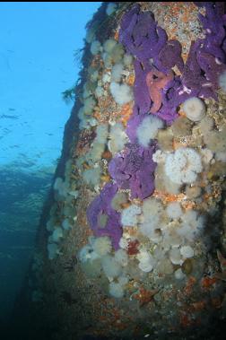 seastars and anemones on wall