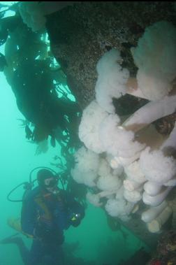 plumose anemones