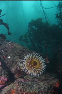 fish-eating anemone