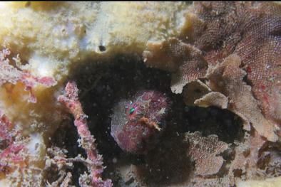 sculpin looking out of hole