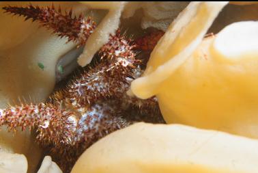 crab in cloud sponge
