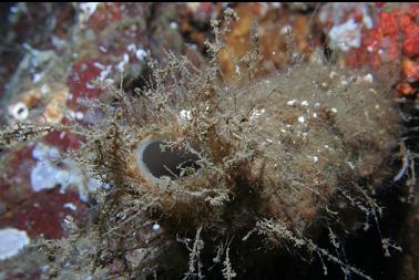 small boot sponge