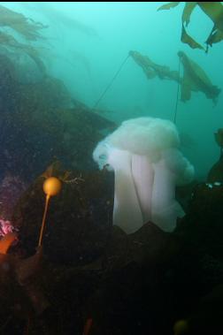 plumose anemones