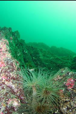 tube-dwelling anemones