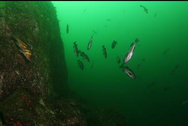 black and copper rockfish