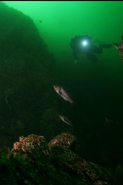 black rockfish