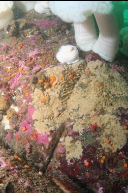 encrusting sponge and cup corals