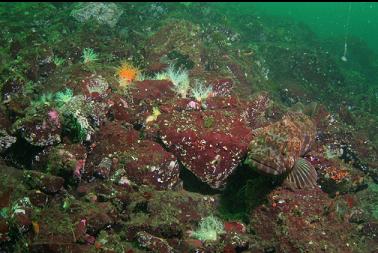 lingcod and burrowing cucumbers