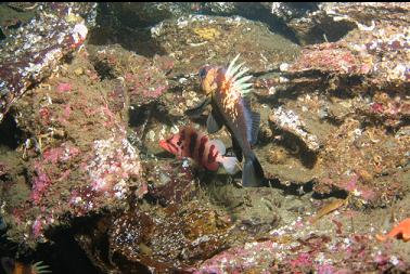 quillback and tiger rockfish