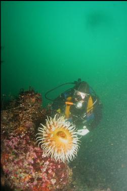 fish-eating anemone