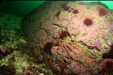 octopus on reef