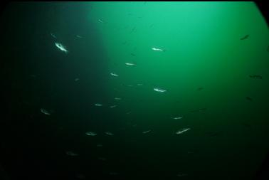 rockfish school