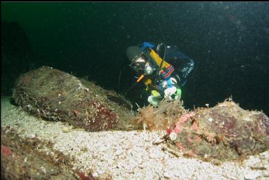 giant nudibranch on ledge