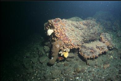 boot sponge, small cloud sponges and rockfish