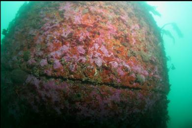 orange tunicates and pink coraline algae on boiler