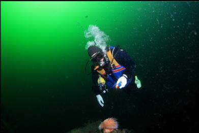 swimming anemone near top of wall