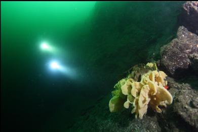 cloud sponge