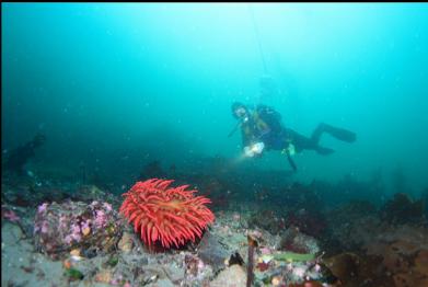 fish-eating anemone