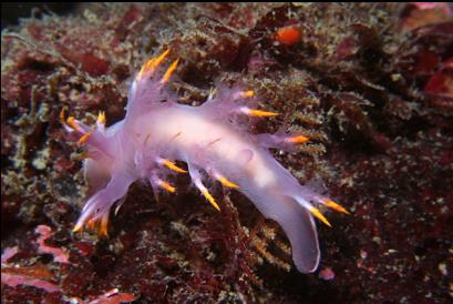 nudibranch